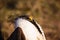 Greater Sage Grouse Beautiful Detail Ruff And Head Plumage