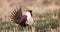 Greater Sage Grouse, Centrocercus urophasianus