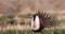 Greater Sage Grouse, Centrocercus urophasianus,