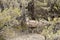 Greater Sage Grouse Hen Walking In Sagebrush