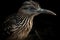 Greater Sage-Grouse isolate on white background.