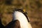 Greater Sage Grouse Male Detail