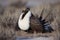Greater Sage-Grouse (North America) (Generative AI)