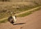 Greater Sage Grouse Wild Birds In Natural Habitat