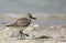 Greater sand plover