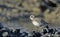 Greater Sand Plover