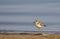 Greater sand plover