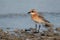 Greater sand plover in breeding plumage at Busaiteen coast of Bahrain