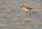 Greater sand plover in breeding plumage at Busaiteen coast of Bahrain