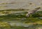 Greater sand plover feeding at Busaiteen coast of Bahrain