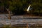 Greater sand plover flying from the lake water.