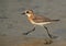 Greater sand plover moving fast at Busaiteen coast of Bahrain