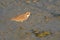 Greater Sand Plover stand in the evening sun