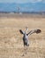 Greater Sandhill Crane Dance