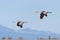 Greater Sandhill Cranes in Flight