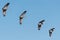 Greater Sandhill Cranes in Flight.