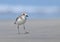 Greater Sandplover on Goa Beach