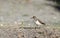 Greater Sandplover on ocean beach