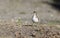 Greater Sandplover on ocean beach