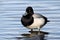 Greater Scaup