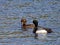 Greater Scaup