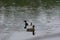 Greater Scaup