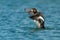 Greater Scaup - Aythya marila