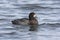 Greater scaup, Aythya marila