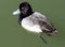 Greater Scaup - Aythya marila