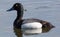 Greater Scaup Duck