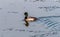 Greater Scaup swimming in a frozen Chesapeake bay