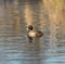 Greater Scaup swimming in a lake