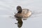 Greater Scaup swimming in a lake