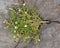 Greater sea-spurrey (Spergularia media) plant from above