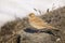 Greater Short-toed Lark - Calandrella brachydactyl