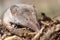 Greater shrew with white teeth Crocidura russula