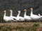 Greater Snow Geese