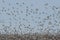 Greater Snow Geese migrating south