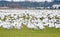 Greater Snow Geese migrating south