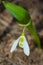 Greater Snowdrop - Galanthus elwesii