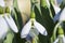 Greater Snowdrop; Galanthus elwesii