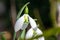 Greater snowdrop (galanthus elwesii fieldgate prelude) flower