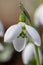 Greater snowdrop grumpy (galanthus elwesii) flower