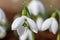 Greater snowdrop grumpy (galanthus elwesii) flower