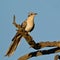 Greater Spotted Cuckoo