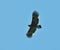 Greater Spotted Eagle