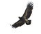 Greater Spotted Eagle