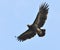 Greater Spotted Eagle