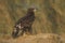 Greater-spotted eagle, Aquila clanga