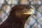 A greater spotted eagle Clanga clanga dark phase close up